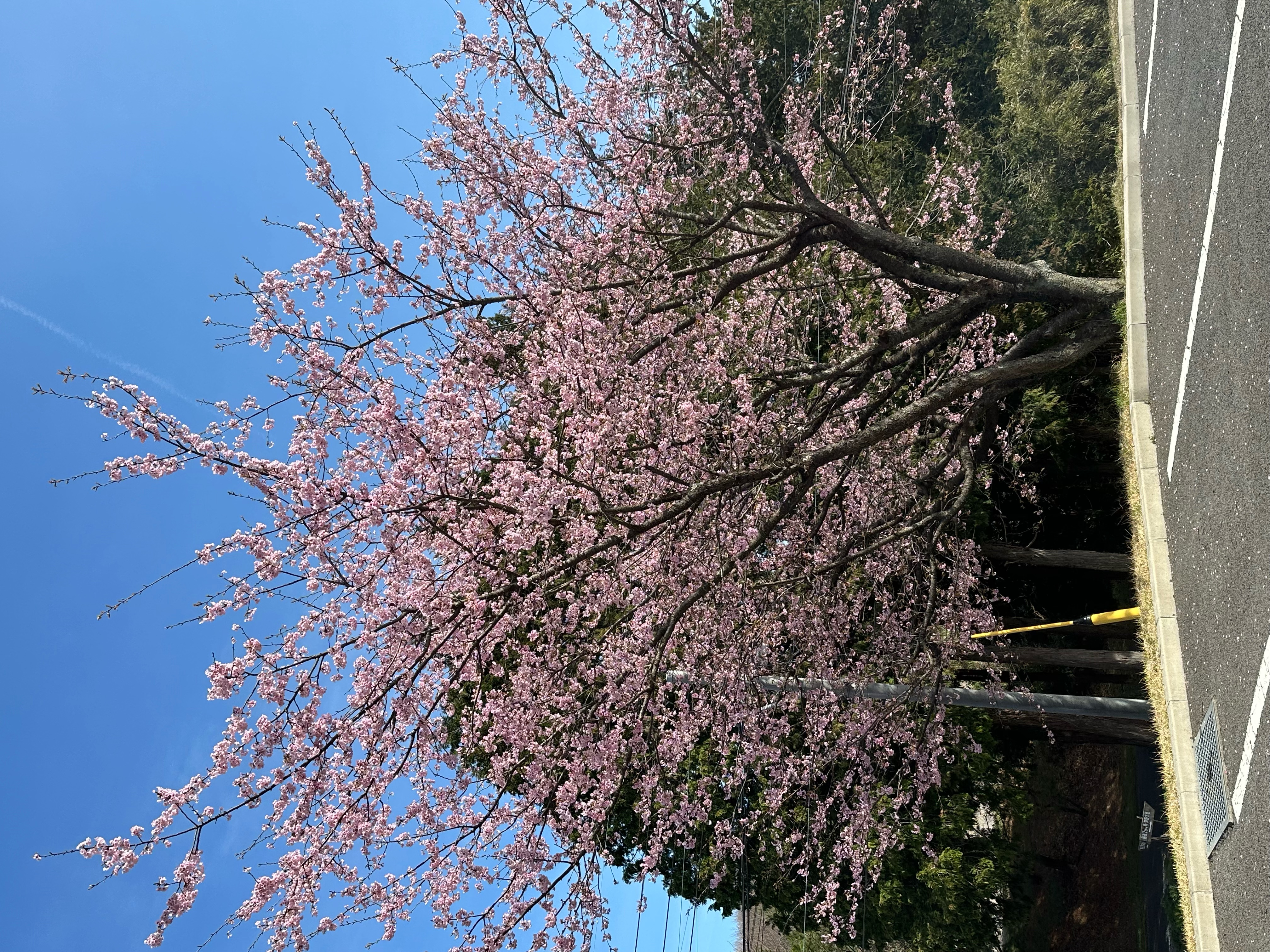 アクーユの桜
