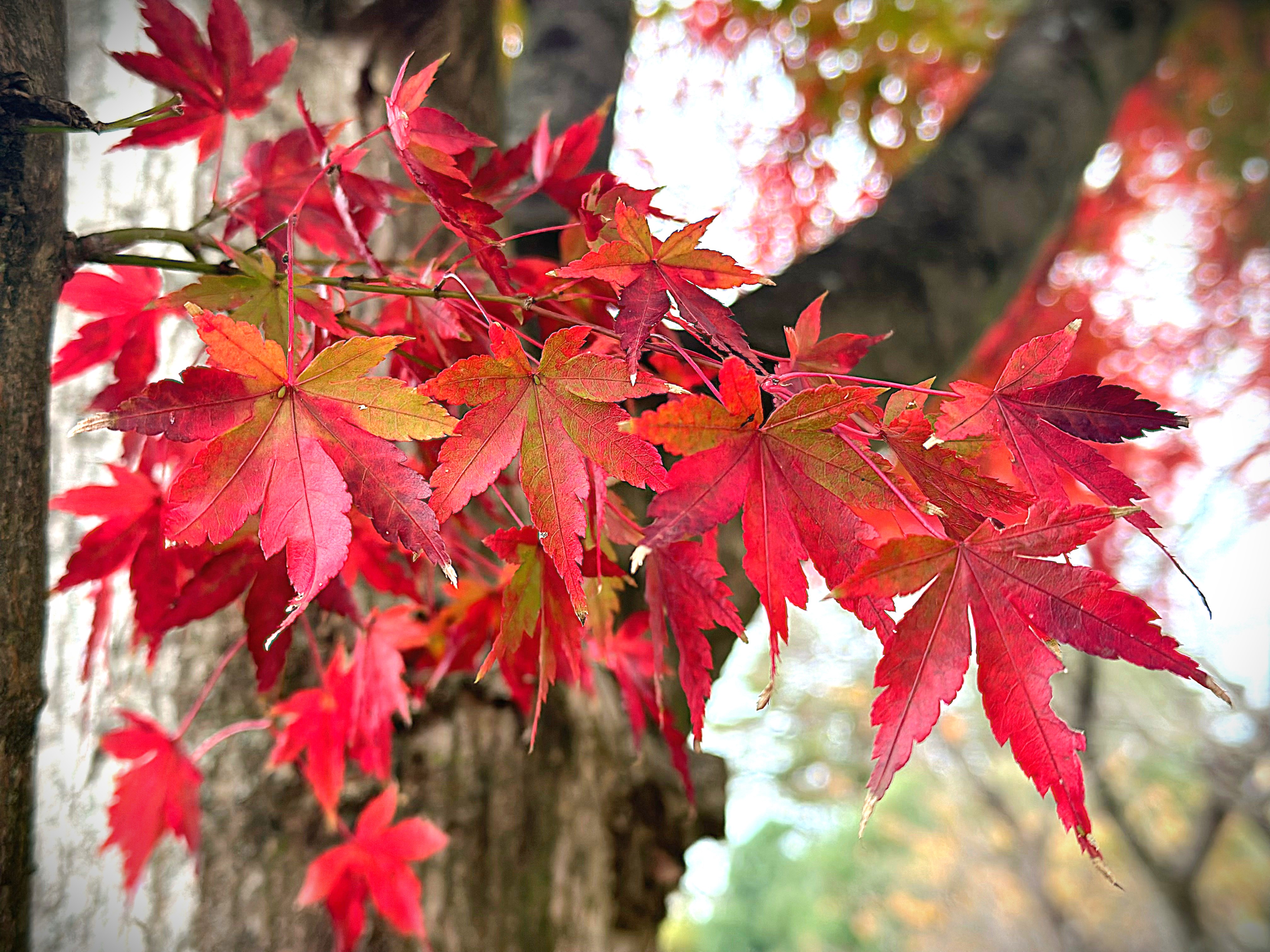 紅葉